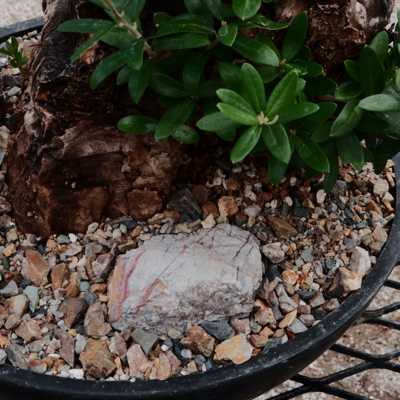 Old Olive 古木オリーブ［No.03］× 10号浅鉢(φ30cm) | Botanic