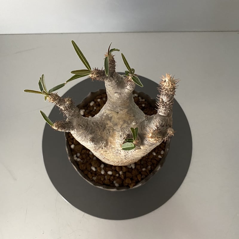 グラキリス 丸型 発根済 鬼兜 グラキリス BG-188 × S.N.Pot 