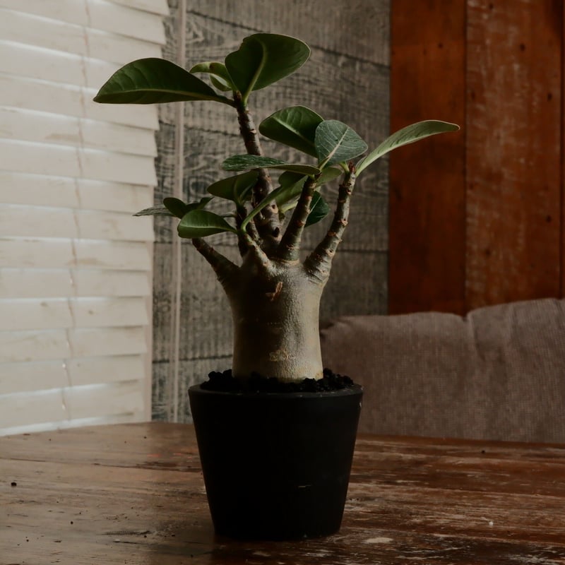 アデニウム アラビカム 