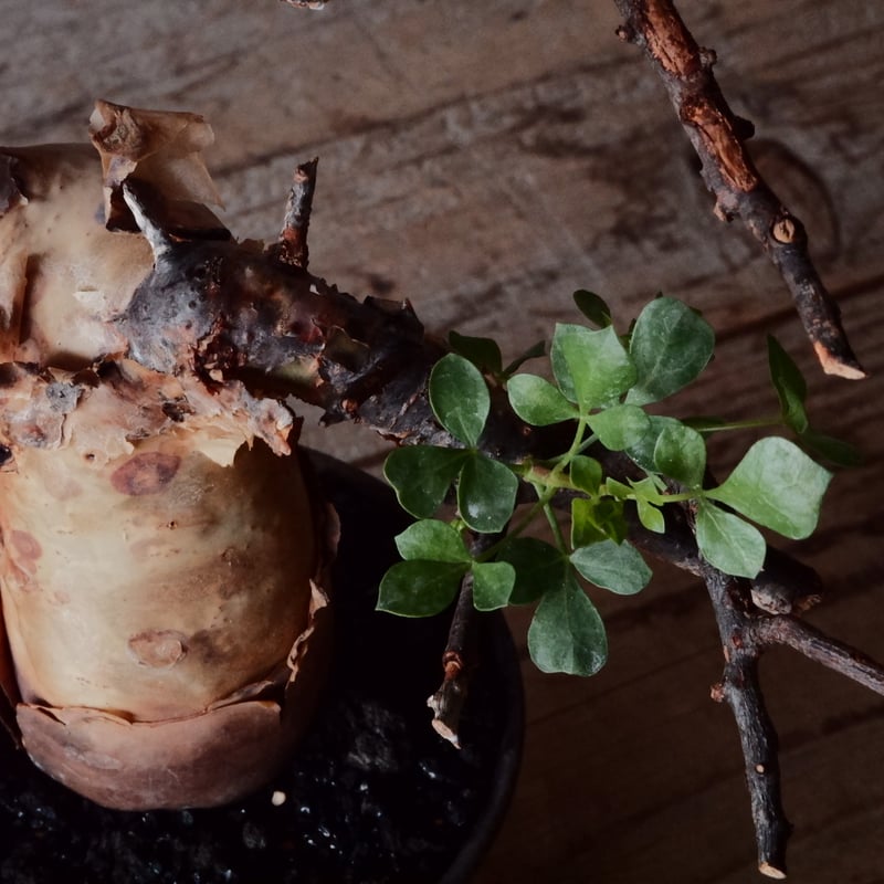 コミフォラ カタフ ピュア［No.02］ × 杉山悠 作 φ10.5cm 植木鉢 笠間