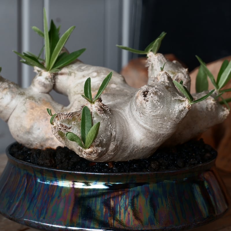 大株 扁平 パキポディウム ブレビカリックス 輸入株［No.22］ × 坂本新