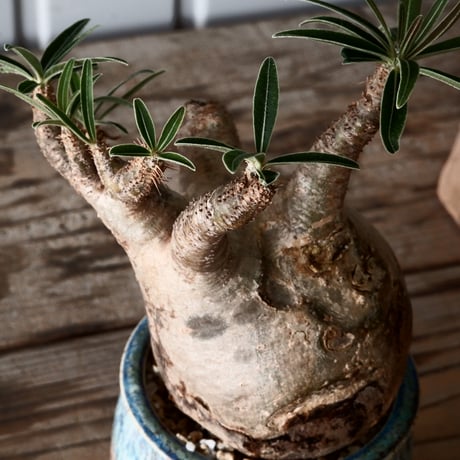 グラキリス φ8cm - 象牙宮 -［No.56］  × 磯部祐介 作「 彩 - sai - 」3号 植木鉢 笠間焼