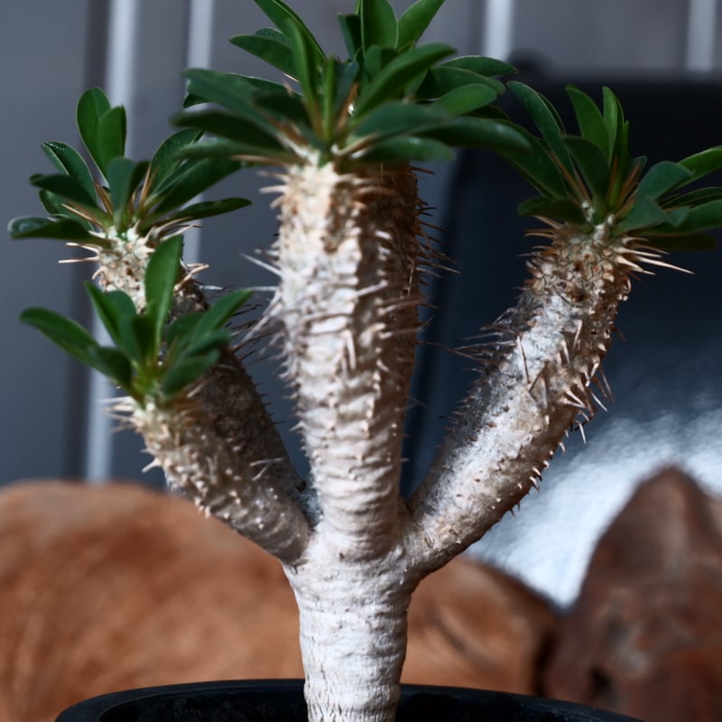 ユーフォルビア・ギラウミニアナ　鉢付き ユーフォルビア ギラウミニアナ 輸入株［No.47］ 4号鉢 | Botanical Holic