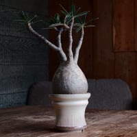 グラキリス  - 象牙宮 -［No.114］  ×  杉山悠 作 3.5号 植木鉢 笠間焼