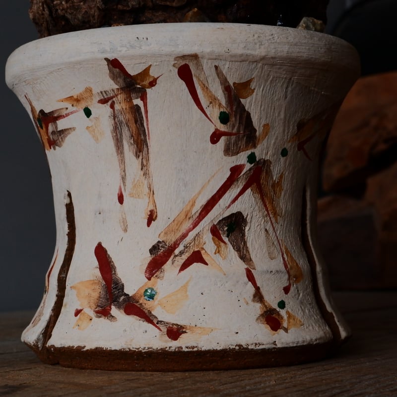 マー君 Behind Simple Pot 鶴仙園 検) パキプス 白 オペルクリカリア パキプス φ 11cm［No.21］ × 沼野秀章 作「 刻ム