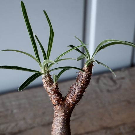 グラキリス φ10cm - 象牙宮 -［No.38］  ×   沼野秀章 作「 刻ム音 」3号 植木鉢 笠間焼