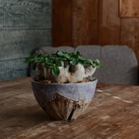 ブレビカウレ L - 恵比寿笑 -［No.181］  ×   沼野秀章 作「 刻ム音 - 紫 -  」5号 植木鉢 笠間焼