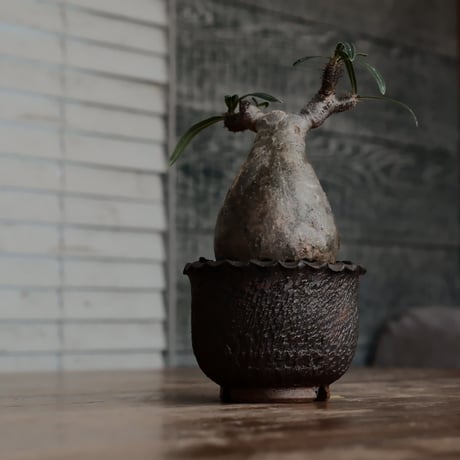 発根済 グラキリス  - 象牙宮 - size S［No.217］  ×  與那嶺大輔 作 「琉球飛び鉋」3号 植木鉢