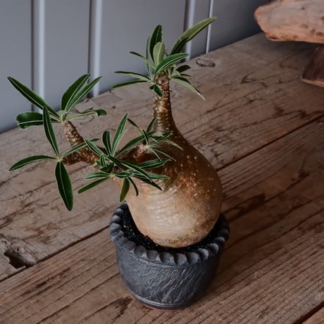 グラキリス φ8cm - 象牙宮 -［No.53］  ×    與那嶺大輔 作 「琉球飛び鉋」3号 植木鉢
