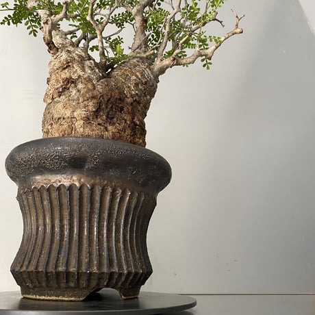 発根済 オペルクリカリア パキプス P-07  × 小野瀬 一 作品「the first plants wear」 植木鉢 6号
