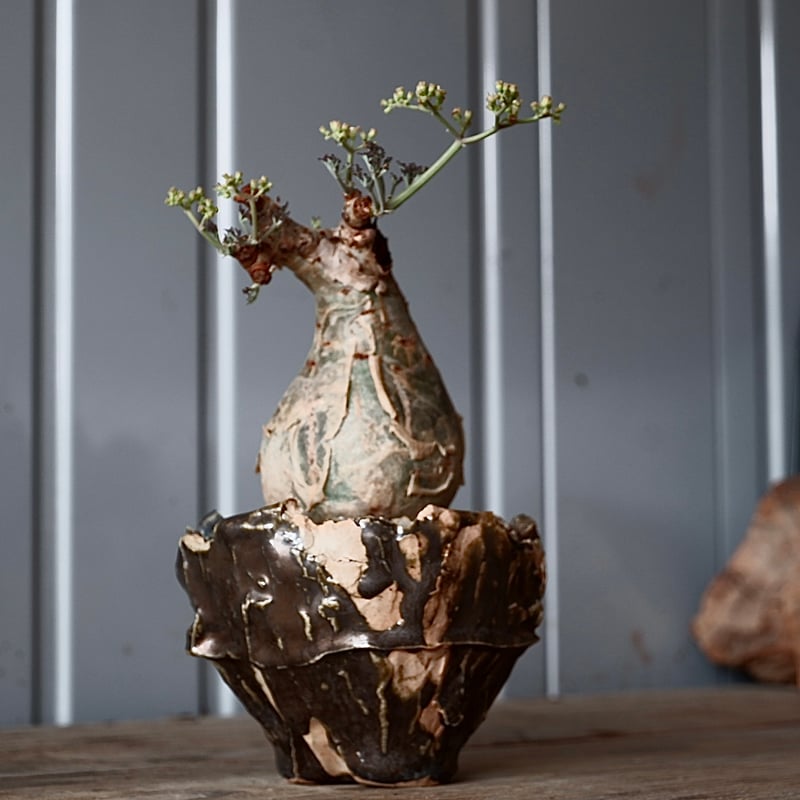 ミニサイズ キフォステンマ ベティフォルメ ナローリーフ ソマリア産