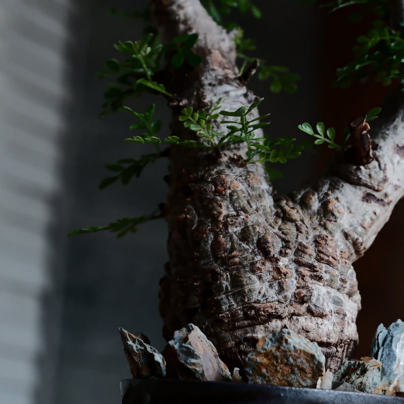 オペルクリカリア パキプス［No.48］ × 新里 竜子 作「 RYUSEN 」2.5号