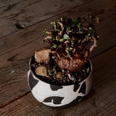 ケラリア ピグマエア［No.79］  × 沼野秀章 作品【  Black Wrap 】3号 植木鉢 笠間焼