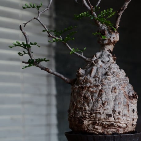 オペルクリカリア パキプス φ11cm［No.30］  ×  杉山悠 作 3.5号 植木鉢 笠間焼