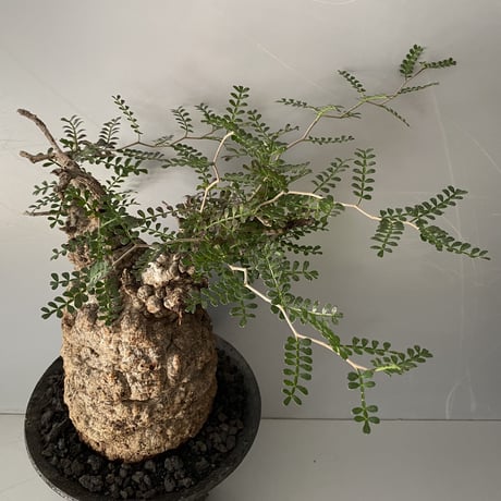 発根済 オペルクリカリア パキプス P-50  ×【作家 小野瀬 一 】"shinogi" 6.5号 植木鉢