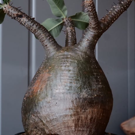 グラキリス φ10cm - 象牙宮 -［No.56］  ×    與那嶺大輔 作 「琉球飛鉋」3.5号 植木鉢