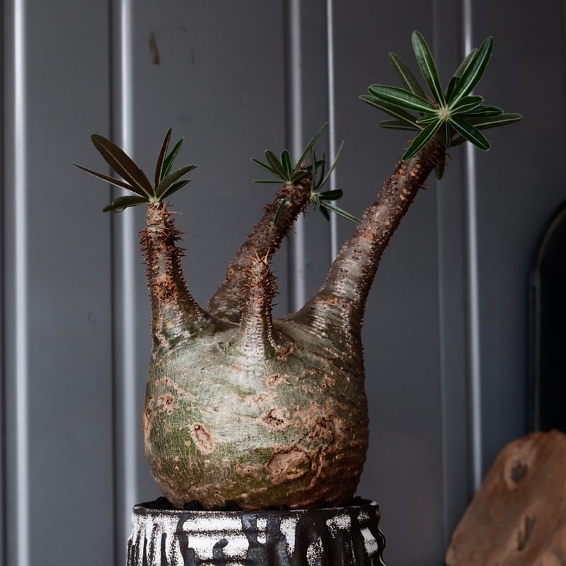 グラキリス φ8.5cm - 象牙宮-［No.45］× 根本峻吾 作 S.N POT type