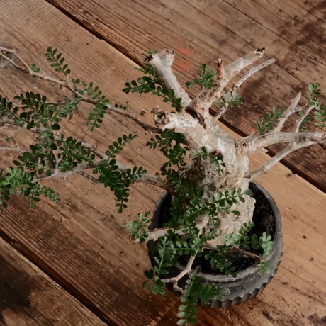 オペルクリカリア パキプス φ6.5cm［No.4］  ×   小野瀬一 作品  3号 植木鉢