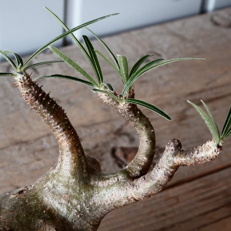 グラキリス φ10cm - 象牙宮 -［No.38］  ×   沼野秀章 作「 刻ム音 」3号 植木鉢 笠間焼