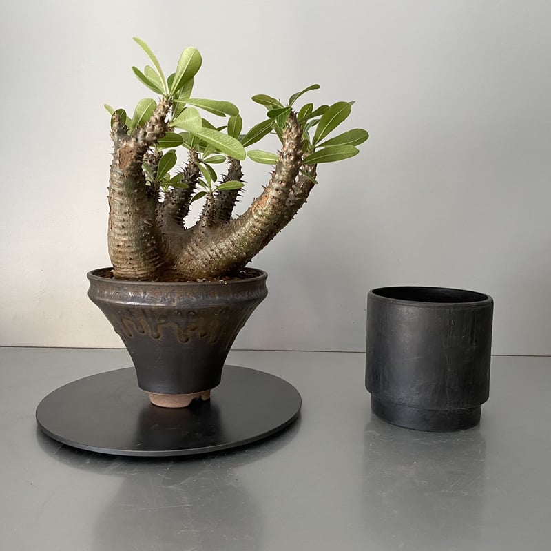 発根済 マカイエンセ 魔界玉 現地株 BG-141 × S.N.Pot - horizon -