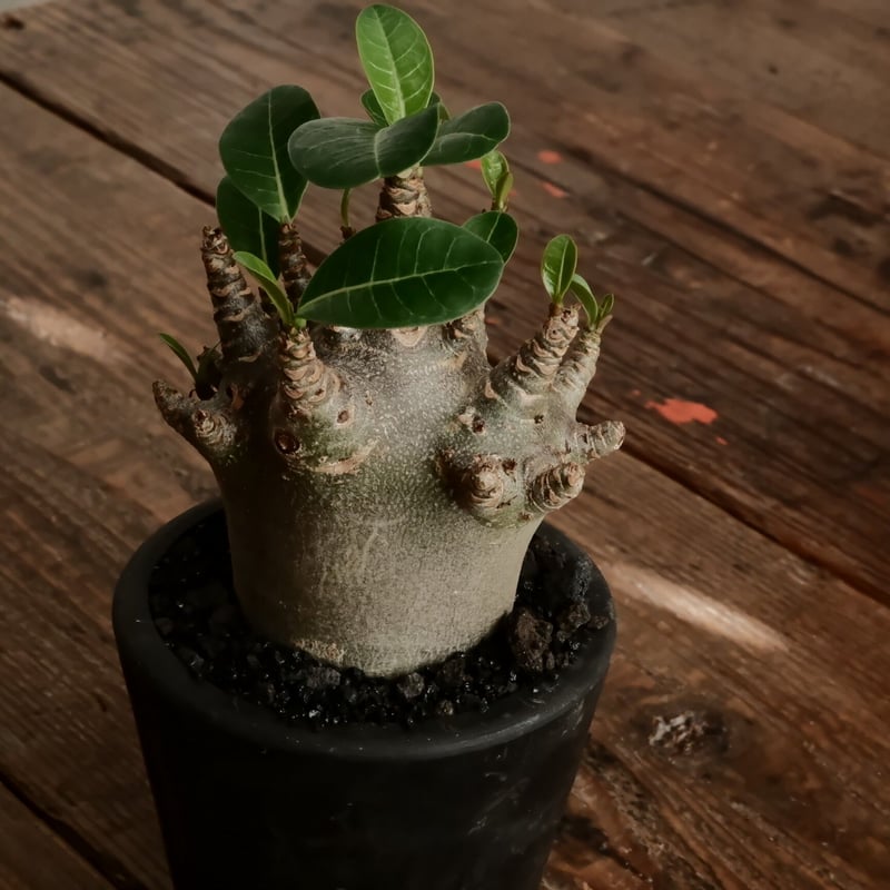 小人》アデニウム アラビカム 