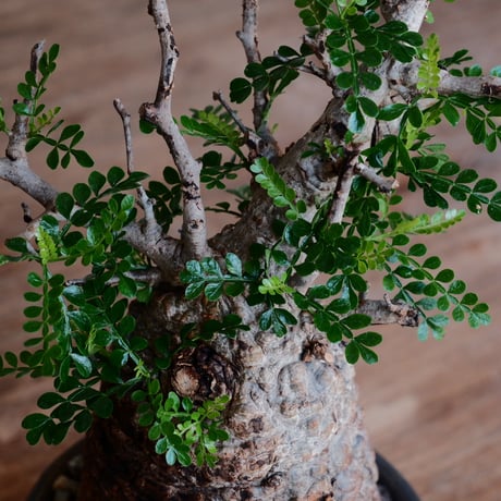 オペルクリカリア パキプス φ10cm［No.34］  ×  磯部祐介 作「 瓦 - kawara - 金剛 」 5号 植木鉢 笠間焼
