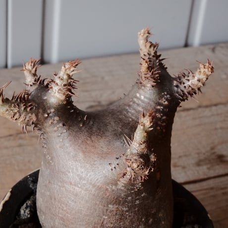 グラキリス φ7cm - 象牙宮 -［No.64］  ×   沼野秀章 作「 黒ニ白 」3号 植木鉢 笠間焼
