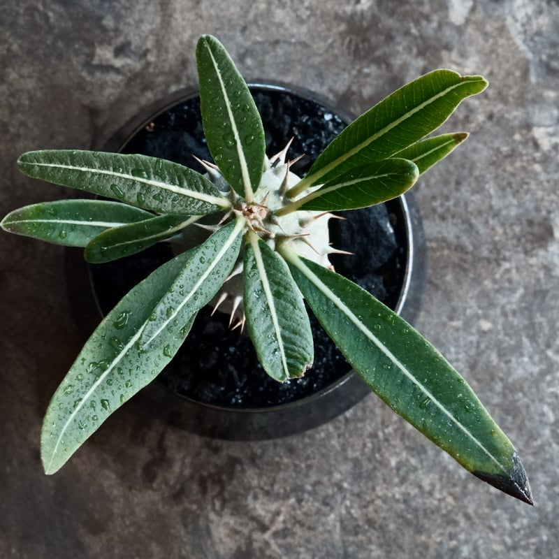 国内実生】パキポディウム・カクチペス［No.03］× 坂本新 作 作品