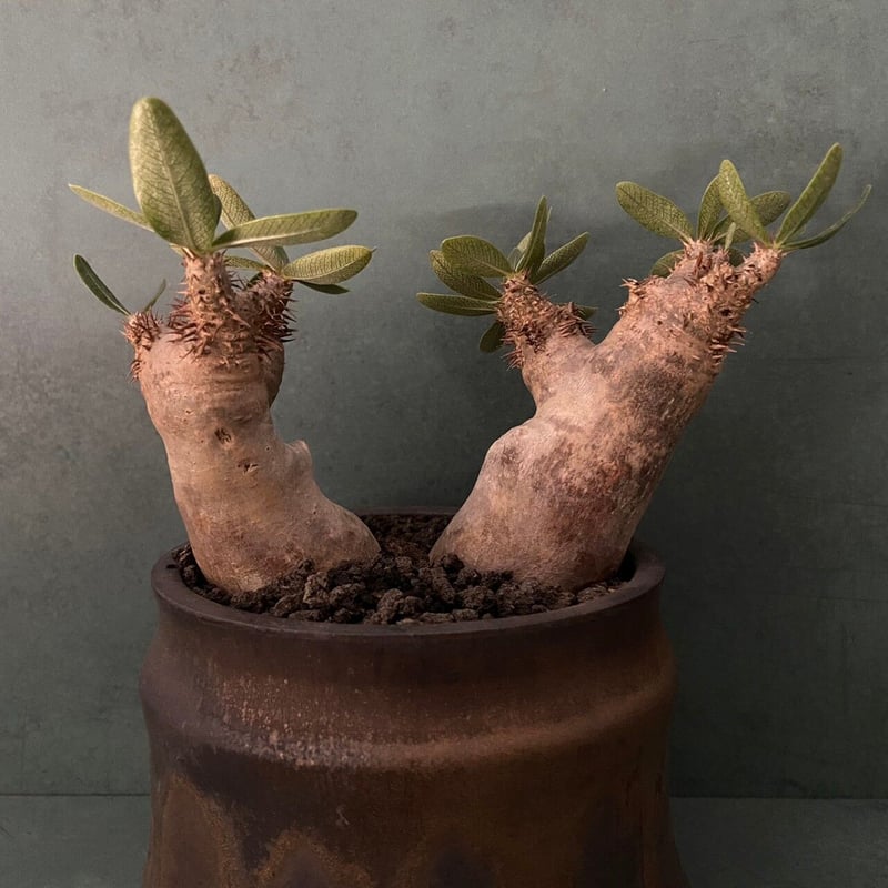 パキポディウム ブレビカリックス 現地球 発根済み 鉢込み 超美株