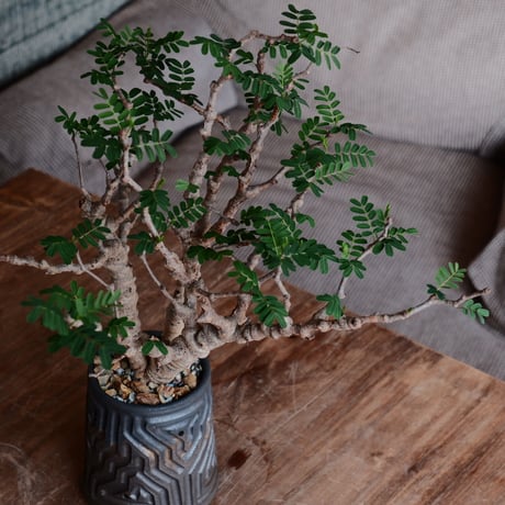 センナ メリディオナリス［No.31］  ×  根本峻吾 作 S.N POT type.tall「 鐡 - kurogane - 」3号 植木鉢 笠間焼