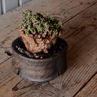 ケラリア ピグマエア 現地株 発根済 ［No.42］  ×   沼野秀章 作「 black wrap 」3号 植木鉢 笠間焼