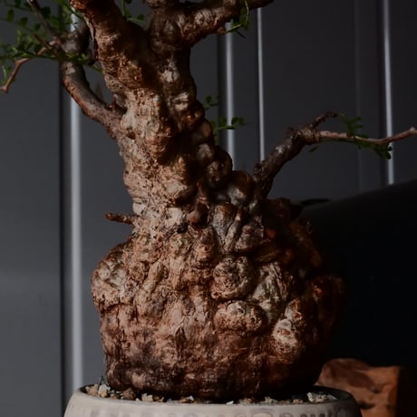 オペルクリカリア パキプス φ 11cm［No.28］  × 杉山悠 作 3号 植木鉢 笠間焼