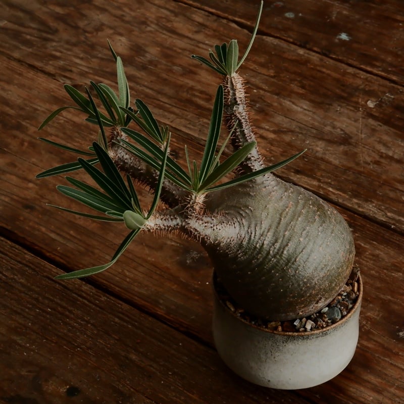 グラキリス M - 象牙宮- ［No.184］ × 鈴木まるみ 作 3.5号 植木鉢 笠