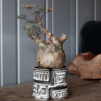 グラキリス現地球　根本峻吾鉢付き グラキリス現地球 根本峻吾鉢付き グラキリス φ8cm - 象牙宮 - ［No.31