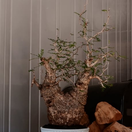 大株 オペルクリカリア パキプス φ 14cm［No.45］  ×   根本峻吾 作 S.N POT  type.slim-low「 月光ノ鐵 」 6号 植木鉢