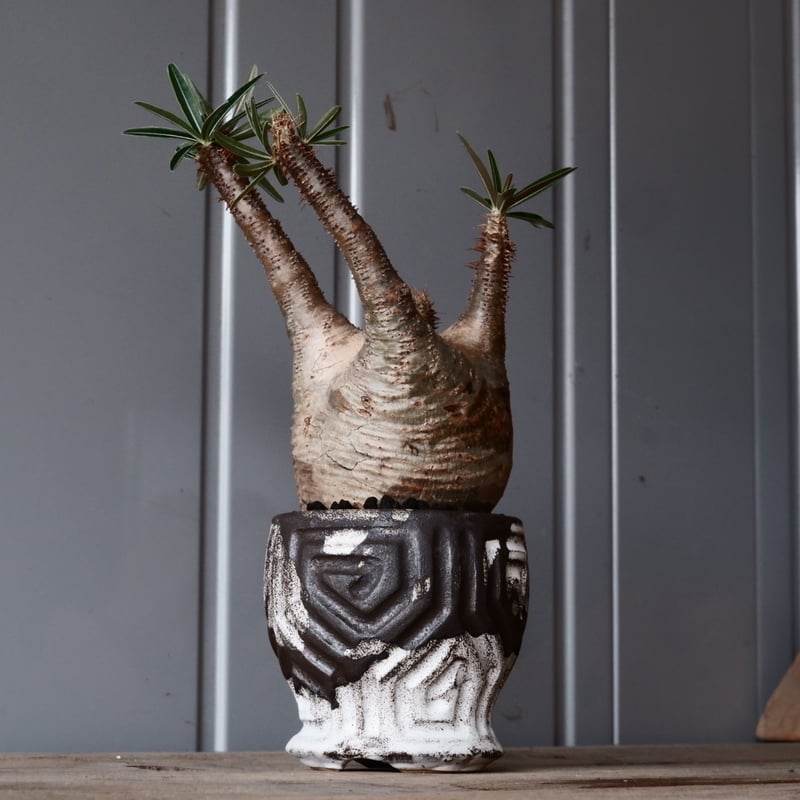 37 Pachypodium gracilius 象牙宮 良型 ミニ 新着発根管理中