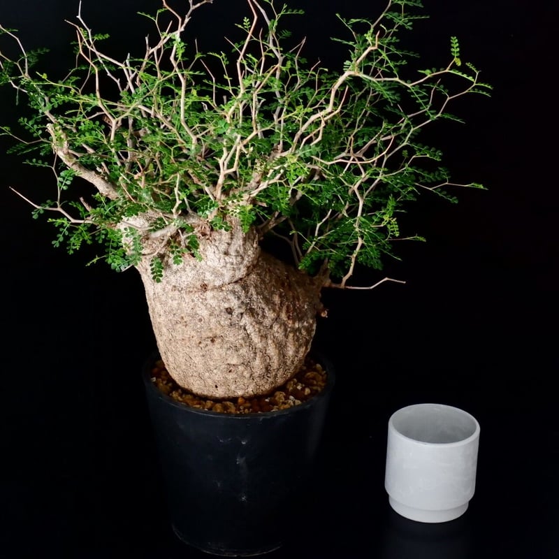 巨大 オペルクリカリア パキプス［No.12］ | Botanical Holic