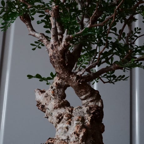 オペルクリカリア パキプス φ8.5cm［No.24］  × 杉山悠 作 φ12cm 植木鉢 笠間焼