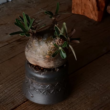 グラキリス φ9.5cm  - 象牙宮- ［No.227］  ×   根本峻吾 作 S.N POT type.cylinder「 刻印  - kokuin -」3号 植木鉢 笠間焼