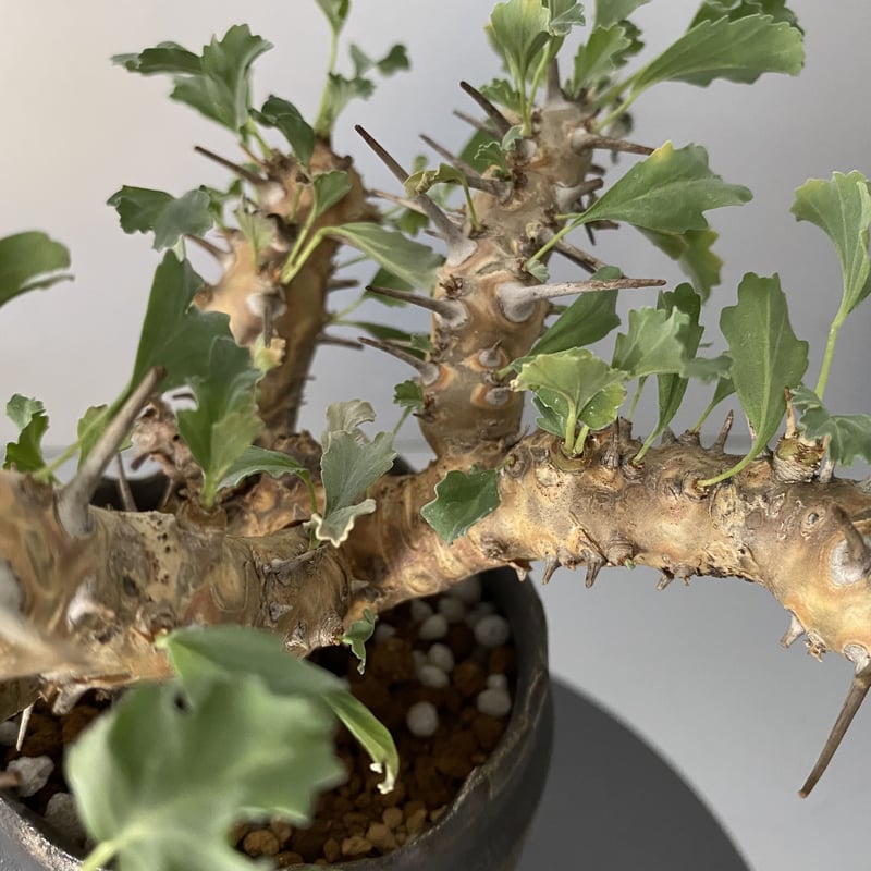 モンソニア サルコカウロン クラシカウレ 発根済 現地株 MS-02 × S.N.