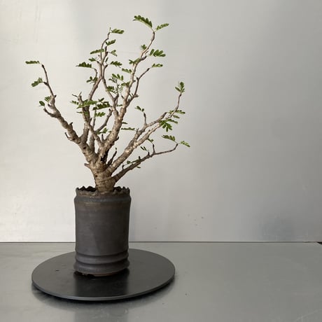 センナ  メリディオナリス  発根済 現地株 SE-02 × S.N.Pot - crown - 3号鉢
