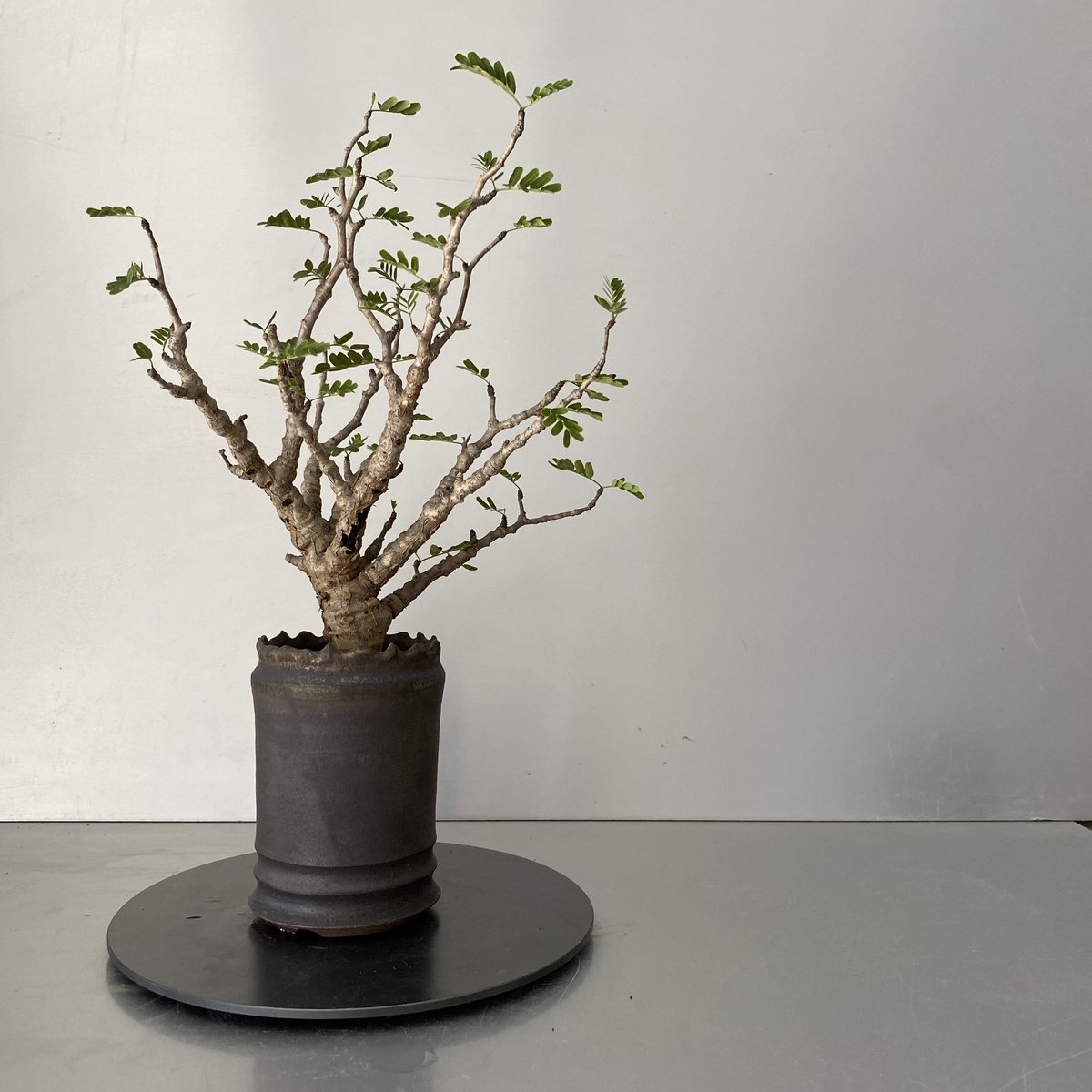 センナ メリディオナリス 発根済 現地株 SE-02 × S.N.Pot - crown