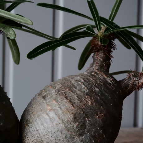 二頭 グラキリス φ14cm  - 象牙宮- ［No.39］  ×   根本峻吾 作 S.N POT type.cylinder - low「 月光ノ鐵」5号 植木鉢 笠間焼