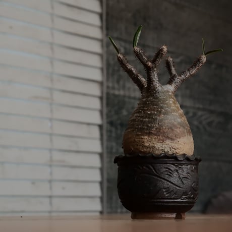 発根済 グラキリス  - 象牙宮 - size M［No.230］  ×  與那嶺大輔 作 「琉球唐草」3号 植木鉢
