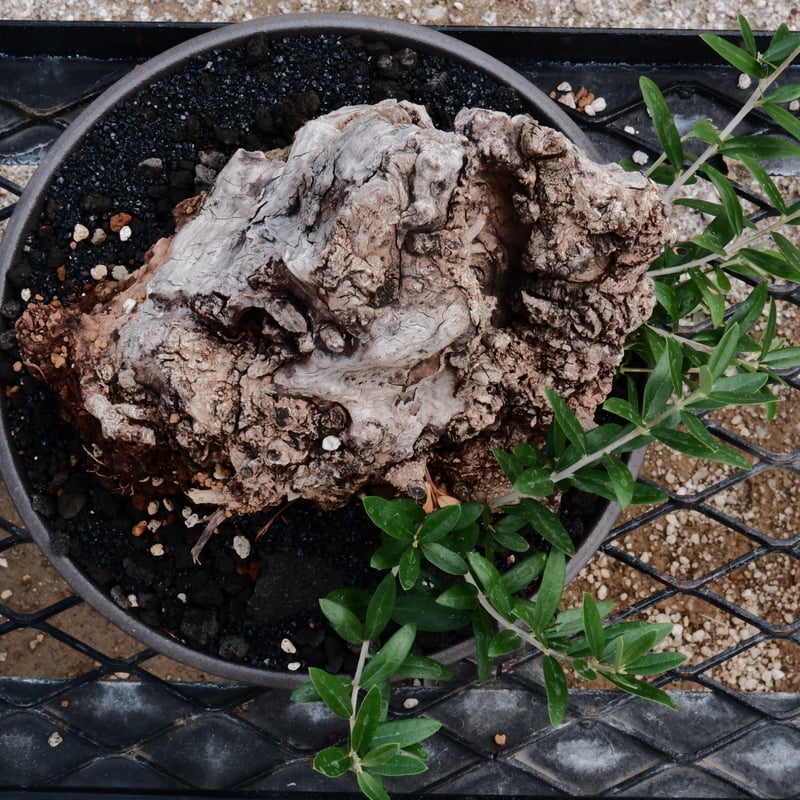 Old Olive 古木オリーブ［No.01］× 根本峻吾 作品【 S.N POT type.