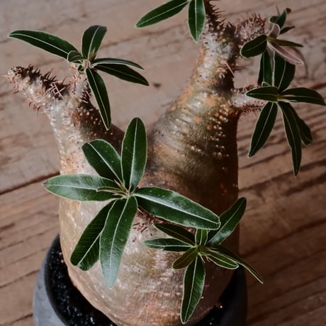 グラキリス φ8cm - 象牙宮 -［No.52］  ×    與那嶺大輔 作 「琉球飛鉋」3号 植木鉢