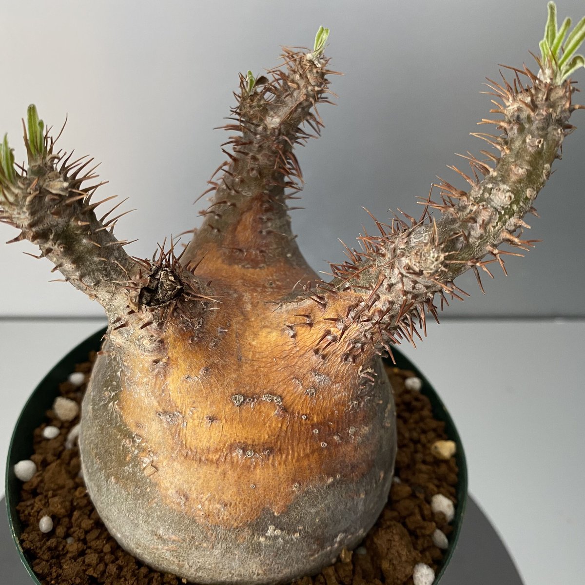 グラキリス 現地株 2021年2月輸入 発根管理中 BG-109 | Botanical Holic