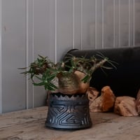 グラキリス φ13cm  - 象牙宮- ［No.28］  ×   根本峻吾 作 S.N POT type.cylinder「 鐡 - 黒焔 - 」4号 植木鉢 笠間焼