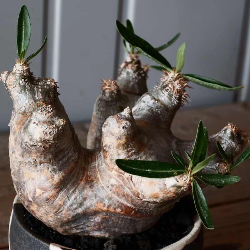 中株 パキポディウム ブレビカリックス 輸入株［No.20］ × 沼野