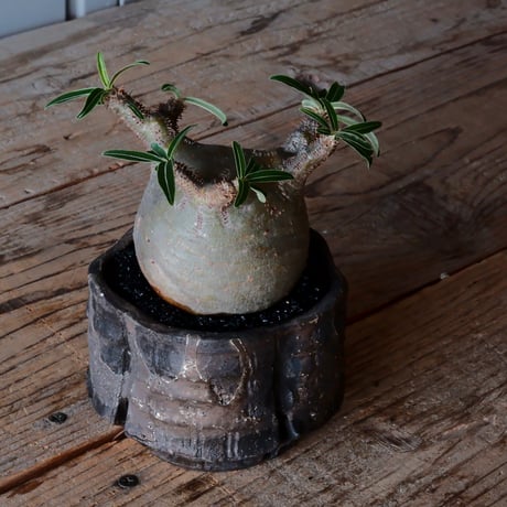 グラキリス φ8cm - 象牙宮 - ［No.06］  ×   沼野秀章 作「 black wrap 」3号 植木鉢 笠間焼